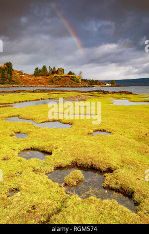 Salzwiesen in der Nähe von Salen auf der Isle of Mull mit Aros Burg in der Ferne. Stockfoto