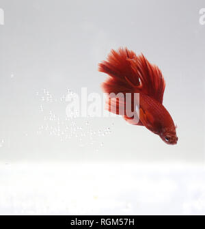 Nahaufnahme Foto von einem roten Betta Fisch Stockfoto