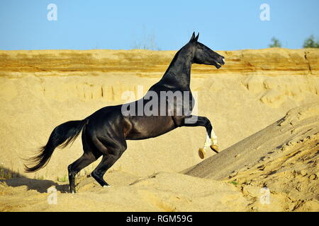 Extrem schlanke schwarze Achaltekkiner teke Hengst sprang nach oben in den Dünen der Wüste. Pferd Wiehern. Horizontale Foto, Seitenansicht, in Bewegung. Stockfoto