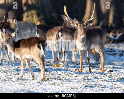 Brentwood Essex 30 Januar 2019 UK Wetter, Deer feed Im sonnendurchfluteten Schnee in Weald Park, Brentwood, Essex Credit Ian Davidson/Alamy leben Nachrichten Stockfoto