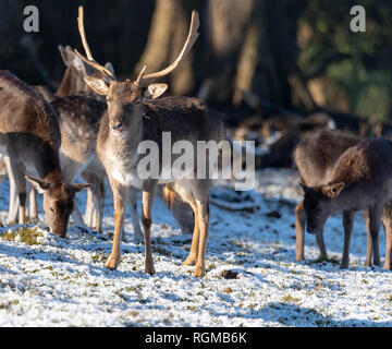 Brentwood Essex 30 Januar 2019 UK Wetter, Deer feed Im sonnendurchfluteten Schnee in Weald Park, Brentwood, Essex Credit Ian Davidson/Alamy leben Nachrichten Stockfoto