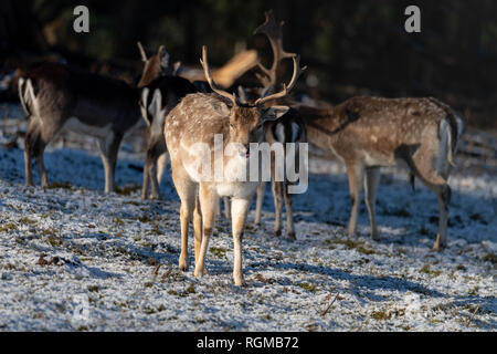 Brentwood Essex 30 Januar 2019 UK Wetter, Deer feed Im sonnendurchfluteten Schnee in Weald Park, Brentwood, Essex Credit Ian Davidson/Alamy leben Nachrichten Stockfoto