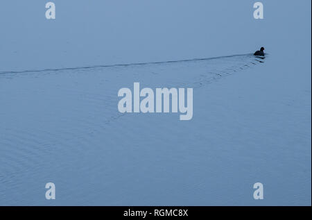 30 Januar 2019, Hessen, Frankfurt/Main: Ein blässhuhn schwimmt auf See Mönchwald in der Nähe von Flughafen Frankfurt. Foto: Silas Stein/dpa Stockfoto