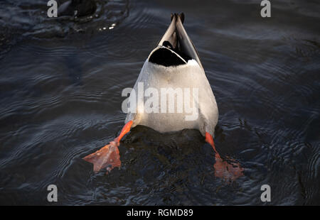 Berlin, Deutschland. 30 Jan, 2019. Eine Stockente plantscht im Winter Temperaturen am Ufer des Wannsee in Berlin. Foto: Ralf Hirschberger/dpa/Alamy leben Nachrichten Stockfoto