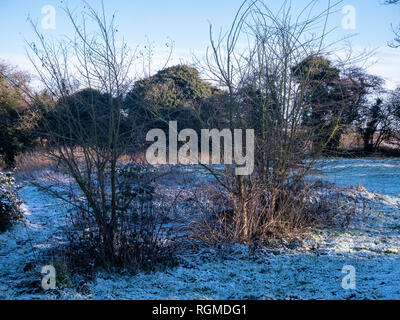 Braintree, Großbritannien. 30 Jan, 2019. Im Winter scheint die Sonne auf den Schnee, der über Nacht auf Great Bardfield Braintree Essex UK Credit gefallen war: William Edwards/Alamy leben Nachrichten Stockfoto