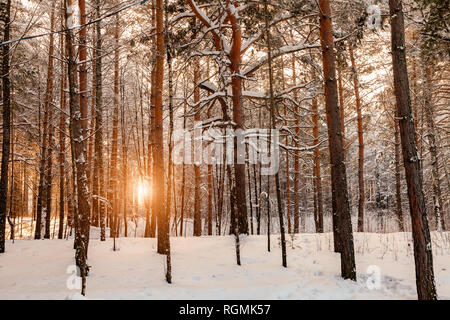 Hintergrund aus einer großen Anzahl von hohen Pinien in einem Wald an einem verschneiten Wintertag mit Schneeverwehungen und die Sonne durch die Stämme bei Sonnenuntergang o Glänzend Stockfoto