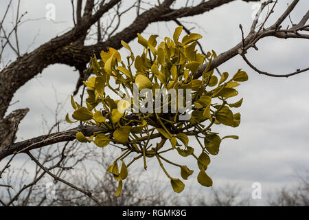 Texas Mistel in einem Mesquite Baum im Winter. Stockfoto