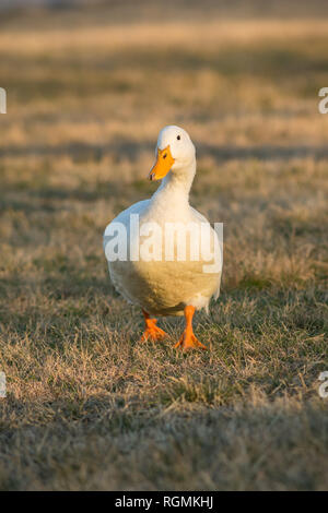 White Pekin Ente genießen Sie einen Nachmittag im Park. Stockfoto