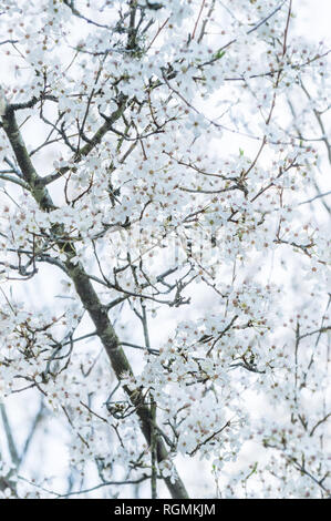 Weiß verblassen Kirschblüten und Zweige vor einem bewölkten bewölkt weissen Himmel. Stockfoto