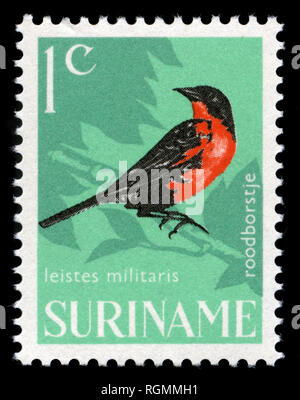 Briefmarke aus Surinam, die in der Vogelschutz Serie 1966 ausgestellt Stockfoto