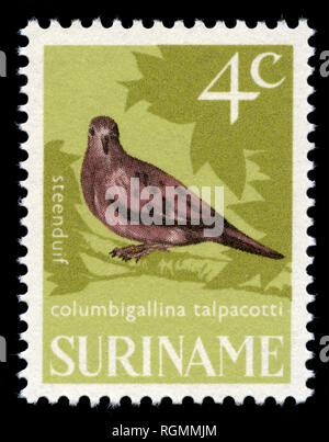 Briefmarke aus Surinam, die in der Vogelschutz Serie 1966 ausgestellt Stockfoto