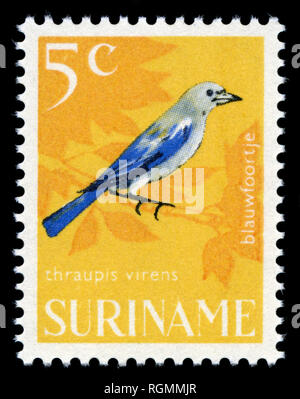 Briefmarke aus Surinam, die in der Vogelschutz Serie 1966 ausgestellt Stockfoto