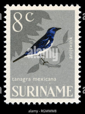 Briefmarke aus Surinam, die in der Vogelschutz Serie 1966 ausgestellt Stockfoto