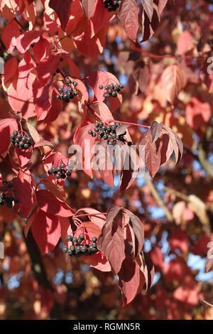 Herbst - Cluster von schwarzen Beeren und Lila Blätter an den Zweigen der dekorative Bäume gegen den blauen Himmel Stockfoto