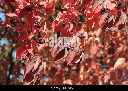 Herbst - Cluster von schwarzen Beeren und Lila Blätter an den Zweigen der dekorative Bäume gegen den blauen Himmel Stockfoto