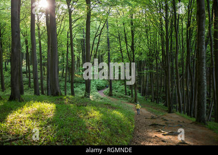 Deutschland, Mecklenburg-Vorpommern, Rügen, Nationalpark Jasmund, Wanderer in Buchenwald auf Wanderweg Stockfoto