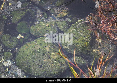 Aquatische Süßwasser-Schnecken und pflanzlichen Leben auf Felsen im kristallklaren Wasser des Waikoropupu Federn, Neuseeland. Stockfoto