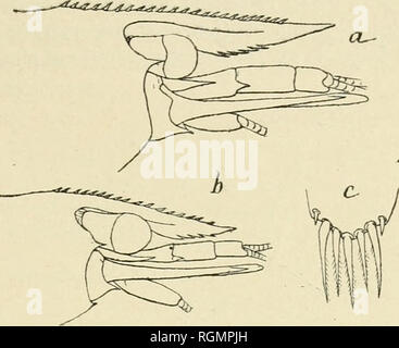 . Bulletin du Museum national d'histoire naturelle. Natural History. Â 389 â surtout parle Dekor actions de Développement d'un Lange appendice rÃ©tinaculaire (Abb. 5, b) à l'angle antÃ © ro-interne de l'endopodite des plÃ©rieurs opodes antÃ © du mÃ¢ le,. Abb. h. appendice qui n'existe Pas dans le C brevirostris. J'ajoute que l'Angle © ptÃ rygostomien de cette DerniÃ¨re Espò ¨ ce est toujours largement arrondi,. Bitte beachten Sie, dass diese Bilder aus gescannten Seite Bilder, die digital für die Lesbarkeit verbessert haben mögen - Färbung und Aussehen dieser Abbildungen können nicht perfekt die Herkunft ähneln extrahiert werden Stockfoto
