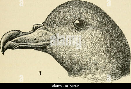 . Bulletin du Museum national d'histoire naturelle. Natural History. -/I 35-Part, que Nos siijels Eine et c sind très Voisins l'un de l'autre, Autant qu'on peut toutefois en juger par les seuls Les caractères Parteien qu'ils ont en. Bitte beachten Sie, dass diese Bilder sind von der gescannten Seite Bilder, die digital für die Lesbarkeit verbessert haben mögen - Färbung und Aussehen dieser Abbildungen können nicht perfekt dem Original ähneln. extrahiert. Museum national d'histoire naturelle (Frankreich). Paris: die französische Staatsdruckerei Stockfoto