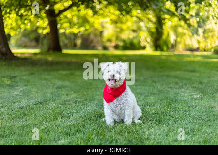 Glücklichen kleinen weißen Hund mit roten bandana Sitzen im Gras in den Park an einem schönen Sommertag Stockfoto