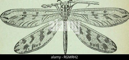 . Bulletin du Museum national d'histoire naturelle. Natural History. BULLETIN DU Muséum national d'histoire naturelle RÉUNION MENSUELLE DES NATURALISTES DU MUSÉUM. ANNÉE 1915 N**5 PARIS STAATSDRUCKEREI MDGGGGXV. Bitte beachten Sie, dass diese Bilder sind von der gescannten Seite Bilder, die digital für die Lesbarkeit verbessert haben mögen - Färbung und Aussehen dieser Abbildungen können nicht perfekt dem Original ähneln. extrahiert. Museum national d'histoire naturelle (Frankreich). Paris: die französische Staatsdruckerei Stockfoto