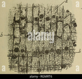 . Bulletin du MuseÌum d'histoire naturelle. Natural History. Â 53 midon polyÃ © driques, mesurant7p à 10 (x, agissant sur la LumiÃ¨re et Stadtteil Nové s dans une Masse proloplasmique qui 1 Rs entoure Comme d'un rÃ©seau. Leur altÃ©ration beginnen par la Perle de la propriÃ©tÃ© d'agir sur la Lu - miÃ¨re polarisÃ©e, propriÃ©tÃ© qui persiste pour les parois De cellules qui Les renferment. Les Grains se Lösungsmittel ensuite et Il ne Reste de sichtbar que les mailles du rÃ©seau protoplasmique prenant une teinte jaune orangÃ © et dans lesquelles auf dislingue les Geldbußen Körnungen du proloplasma, Abb. 2. BientÃ' Stockfoto