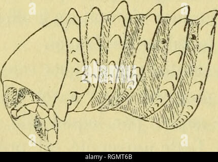 . Bulletin du MuseÌum d'histoire naturelle. Natural History. - 26 - Je l'aire connaÃ®tre; je m'en acquitterai de mou Mieux, sans que regretter M.Br (') iemann n'ait pu Lui-mÃªme se Ladegerät de cette tÃ¢che. Le genre Acanthiulus est caractÃ©Aufstieg "par la prÃ©sence, sur Chaque anneau de tuhercules spiniformes et par le grand Dekor actions de développement du Spalte ou Piétrasanta ¨ ce qui fait Suite à la tÃªte. D'Après-ski les Indikationen de M. Brolemann, ol aussi d'Après-ski-mes propres Forschung bibliographiques, il ne comprenait jusqu'Ici que deux Espò ¨ ces: ÃA. Blainvillei Le Guillou (18/18), de Nou-Velle-GuinÃ©e, et Stockfoto