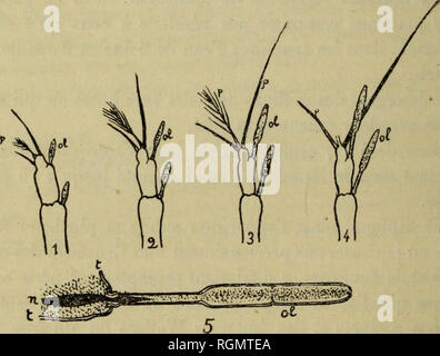 . Bulletin du MuseÌum d'histoire naturelle. Natural History. - 238 - Je n'ai Ã © recueillir videmment Pu qu'une Partie des Espò ¨ ces qui vivent dans ces conduites d'eau: mes Forschung ayant Ã©tÃ© faites Après-ski-l'Ã©coule- ment de l'eau des Rohre, je n'ai Pu recueillir que ce qui Ã©tait restÃ© dans la Vase. Que dirions-nous, d'ailleurs, si nous Avions fait l'examen bactÃ©riologique. Mais cela Art de notre compÃ©Tence. S'il est quelqu'un que Cela puisse Spannrahmen, j'ai conservÃ© dans l'alcool À sa Disposition des Ã © chantillons infectes boues de Ces. 11 semble Umsichtige, Après-ski cet Examen, de ne consom Stockfoto