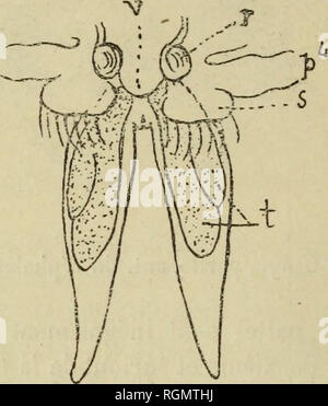 . Bulletin du MuseÌum d'histoire naturelle. Natural History. Â 16â cette lame est fort peu Dekor veloppÃ© e, Mais la Partie basilaire s'Ã©tale par contre en une lamelle trÃ¨s Grande (Abb. 1s), qui se dirige un peu schräg-ment Vers le Bas et prÃ©sente De soies arquÃ© es sur Son bord postÃ©Rieur. L'Abdomen (Abb. h) se prolonge en arriÃ¨re, de chaque Côté tÃ© de l'anus, en deux Anlagen obtus fortement divergents. Entre Ces deux Anhänge, auf voit Du côté tÃ© dorsale, À droite et à gauche de l'anus, une courte Branche furcale munie d'une ou Deux soies. Cette furca est surtout Bien sichtbar Chez la Stockfoto