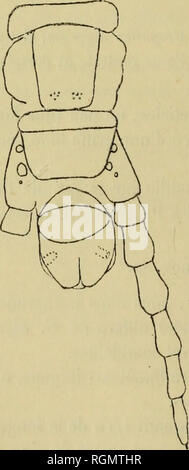 . Bulletin du MuseÌum d'histoire naturelle. Natural History. Abb. 6. Â GeopJiilus fucormn. Sternite du 9^Somiten. bandes de rÃ©ticulation Forte, auf Distingue de ondulations ou strioles ondu - lÃ©Es extrÃªmement Geldbußen, toutes orientÃ© Es longitudinalement; cette Struktur est plus sinnvolle dans les Côté tÃ©s qu'au Milieu du sternite.. Abb. 7. Â Geophilus fucorum. PostÃ mitÃ ExtrÃ © © © rieure, Gesicht ventrale. Le sternite du letzte Segment pÃ© digÃ ¨ re est trÃ¨s Court, Deux Fois plus große à la base que Lang; ses bords latÃ©raux sind mÃ©diocrement Conver - Herren; Sohn bord postÃ © Rieur est rectiligne. Les Stockfoto