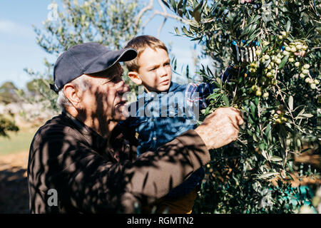 Älterer Mann und Enkel Oliven vom Baum Stockfoto