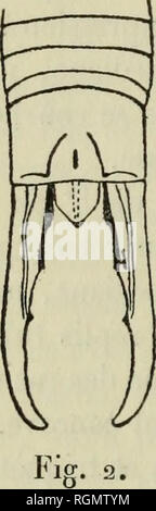 . Bulletin du MuseÌum d'histoire naturelle. Natural History. Â 234 â Au 5'; Les derniers s allongeant graduellemcni faiblement et et Passant à la forme cylindrique. Pronoium subtrapÃ zoÃ© ¯ dal; Sohn bord antÃ © Rieur droit, un peu plus Ã © Troit que la tÃªte; Bord arrondi postÃ © rieur de la largeur de la tÃ© te; Il est assez Convex au Milieu avec une ligne mÃ©Diane longitudinale dans sa moitiÃ©rieure antÃ ©, ajdati sur les Bords finement rebordÃ©s et dans sa moitiÃ© pos-tÃ©rieure; Lisse, d'un Brun noir, Les bords latÃ©raux ourlÃ © s Dune ligne Tes-tacÃ©e. Elytres d'une Länge presque Doppelzimmer du pronot Stockfoto