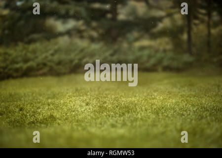 Schönen grünen Sommer Wald. Frühling Hintergrund, Hintergrund Stockfoto