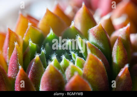 Bilder der Natur. Verschiedene Perspektiven und Texturen. Stockfoto