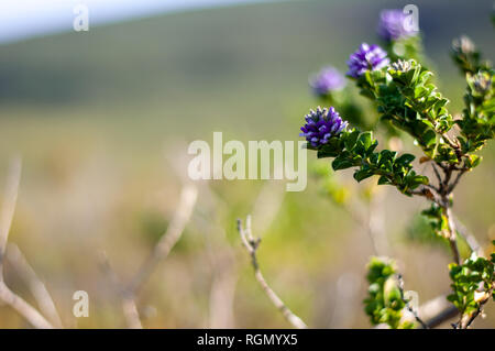 Bilder der Natur. Verschiedene Perspektiven und Texturen. Stockfoto