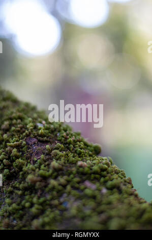 Bilder der Natur. Verschiedene Perspektiven und Texturen. Stockfoto