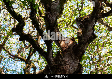 Bilder der Natur. Verschiedene Perspektiven und Texturen. Stockfoto