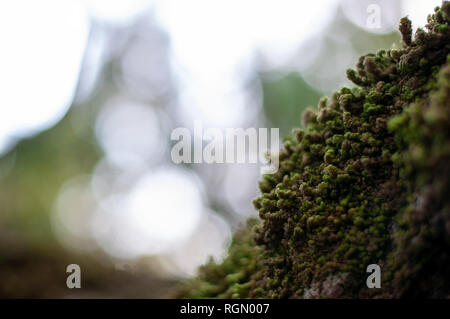 Bilder der Natur. Verschiedene Perspektiven und Texturen. Stockfoto