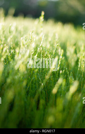 Bilder der Natur. Verschiedene Perspektiven und Texturen. Stockfoto