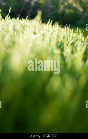 Bilder der Natur. Verschiedene Perspektiven und Texturen. Stockfoto