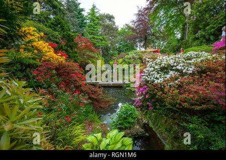 Nahaufnahme von einem schönen traditionellen Japanischen Garten mit ruhigem Wasser und Acer palmatum Stockfoto