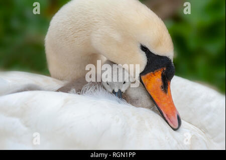 Nahaufnahme eines Erwachsenen - Höckerschwan Cygnus olor und neu Shaker auf dem Rücken geschlüpft. Stockfoto