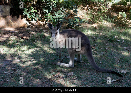 Ein Känguru im Schatten an der Schlucht, Point Lookout, North Stradbroke Island, Queensland, Australien Stockfoto
