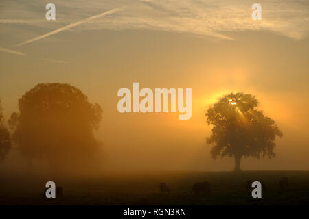 Deutschland, Pfaffenwinkel, Blick auf die Landschaft mit zwei Bäumen bei Sonnenaufgang Stockfoto