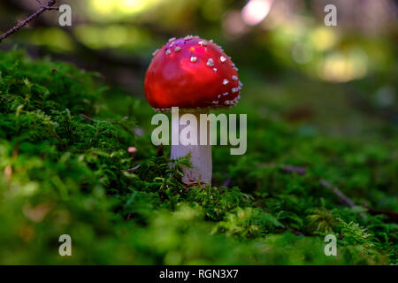 Flying agaric, Amanita muscaria, im Wald Stockfoto