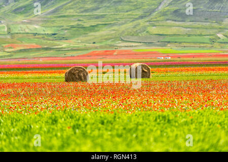 Italien, Umbrien, Sibillini Nationalpark, blühende Linsen und Blumen auf Piano Grande di Castelluccio Di Norcia Stockfoto