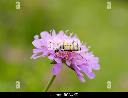 Albanien, Theth Nationalpark, Longhorn, Rutpela maculata, auf Blume entdeckt Stockfoto