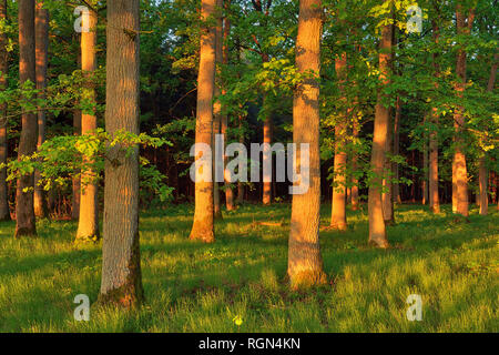 Am frühen Morgen Sonne im Wald auf alten Eichen. Bayern, Deutschland Stockfoto