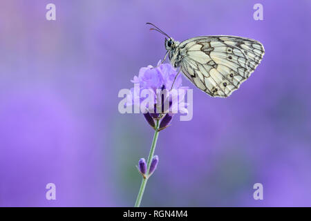 Marmor weiß auf Lavendel, Bayern, Deutschland sitzen. Stockfoto