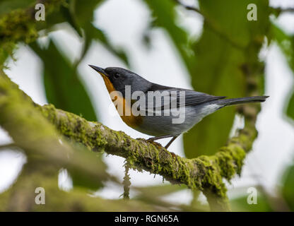 Flamme-throated Warbler (Oreothlypis gutturalis). Costa Rica, Mittelamerika. Stockfoto